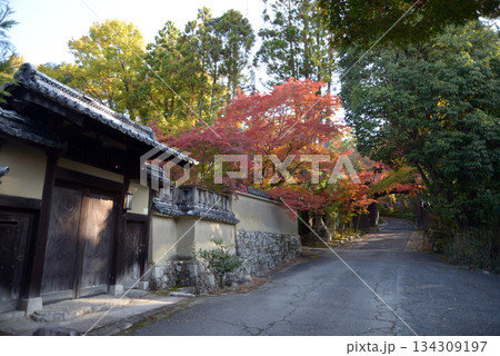 赤山禅院　参道の紅葉　京都市左京区 134309197