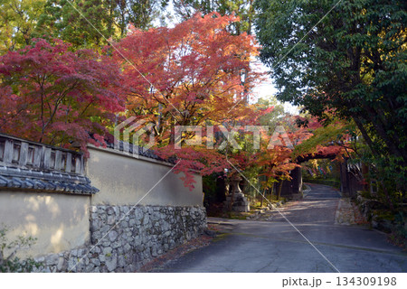 赤山禅院　参道の紅葉　京都市左京区 134309198