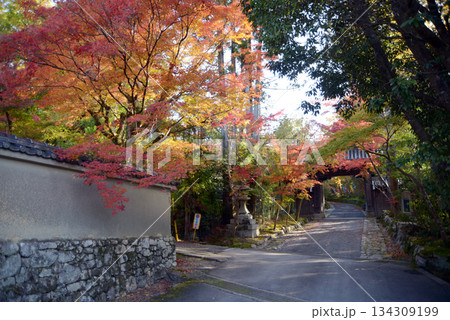 赤山禅院　参道の紅葉　京都市左京区 134309199