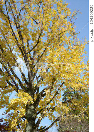 イチョウの黄葉 134309229