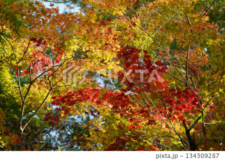 秋の彩り　紅葉のもみじ 134309287