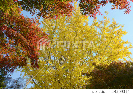 秋の彩り　イチョウの黄葉と紅葉のもみじ 134309314