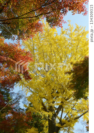 秋の彩り　イチョウの黄葉と紅葉のもみじ 134309315