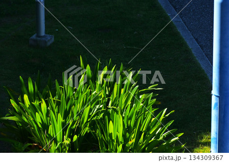 スパイダーリリーの剣のような葉の木洩れ日 134309367