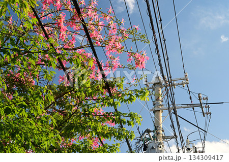 沖縄の冬を彩るトックリキワタの満開の花 134309417