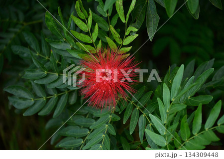 オオベニゴウカンのデザイン的切り取り 134309448