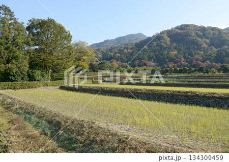 秋の修学院　田園風景　京都市左京区修学院村 134309459
