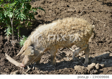 Curly Haired Pig Curly Haired Pig 134309666
