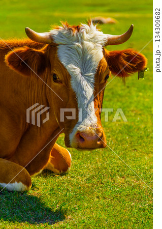 Cow lying down in grassy field during peaceful daytime 134309682