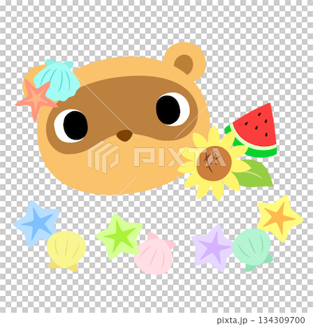 可愛的浣熊斑紋 夏日貝殼 可愛的浣熊斑紋 夏日貝殼 134309700