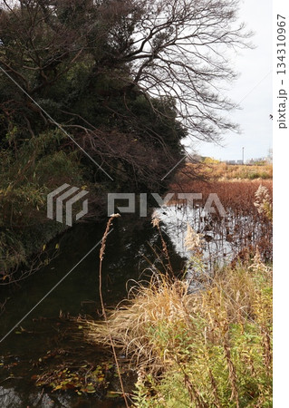 2024年・福岡・福岡市・風景・中央区城内・舞鶴公園・其の六 134310967