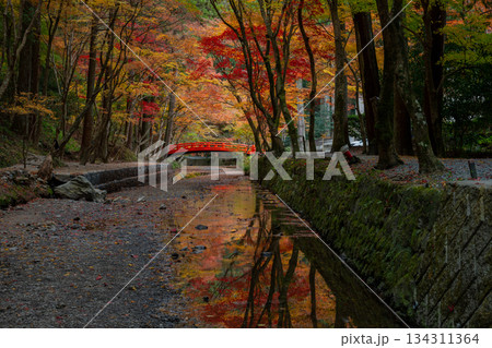 小国神社の紅葉と水面の映り込み 134311364