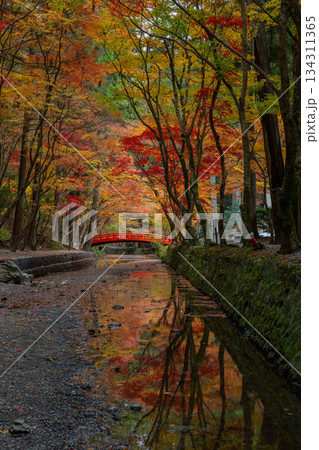 小国神社の紅葉と水面の映り込み 小国神社の紅葉と水面の映り込み 134311365
