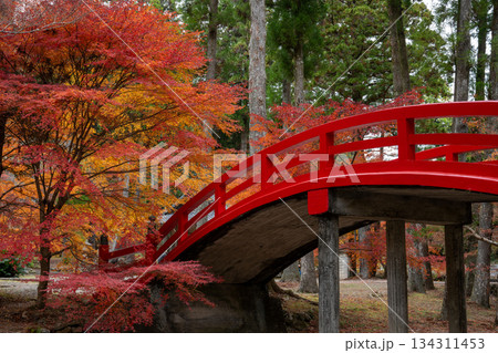 大洞院の紅葉と赤い橋 大洞院の紅葉と赤い橋 134311453