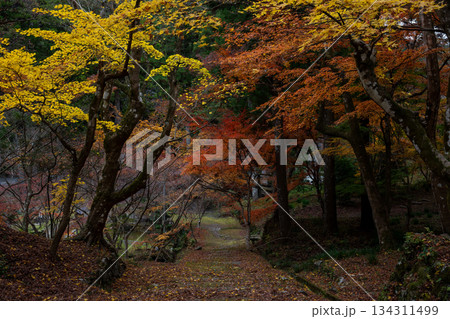 大洞院の紅葉の小径 134311499