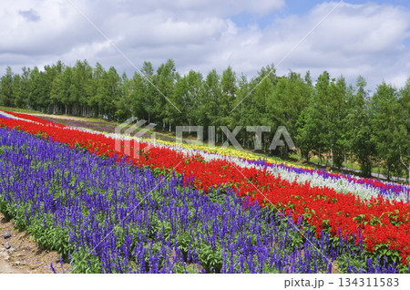 北海道・美瑛の丘に広がるカラフルな花畑 北海道・美瑛の丘に広がるカラフルな花畑 134311583