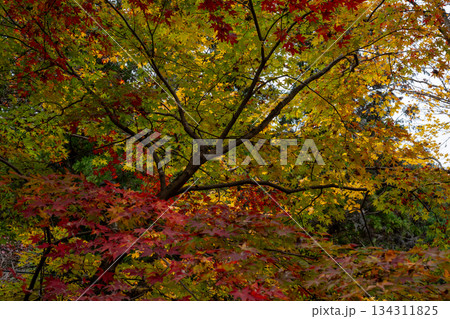 大洞院の紅葉風景 134311825