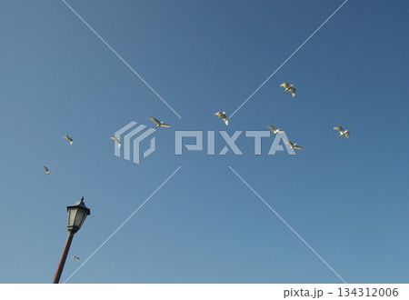 しらさぎ 134312006