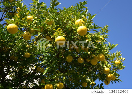 はっさく 134312405