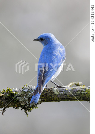 Mountain bluebird 134312443