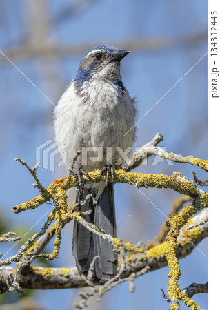 California Scrub-Jay California Scrub-Jay 134312445