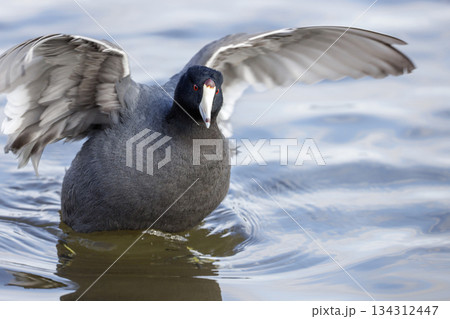 American coot American coot 134312447