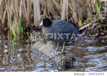 American coot 134312453