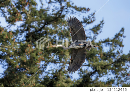 Great blue heron Great blue heron 134312456