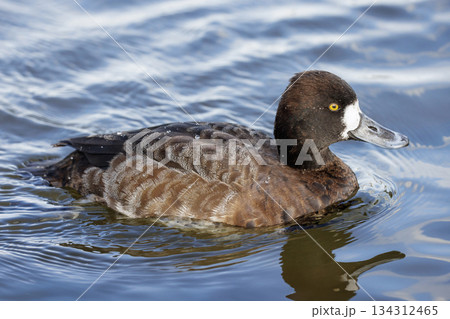 Lesser Scaup duck Lesser Scaup duck 134312465