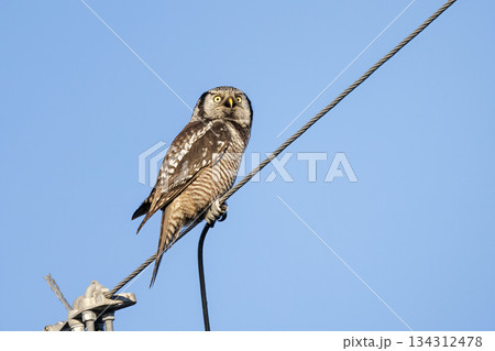 Northern hawk owl 134312478