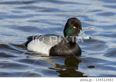 Lesser Scaup duck Lesser Scaup duck 134312483