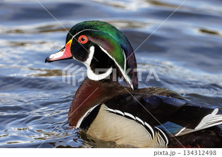Wood duck Wood duck 134312498