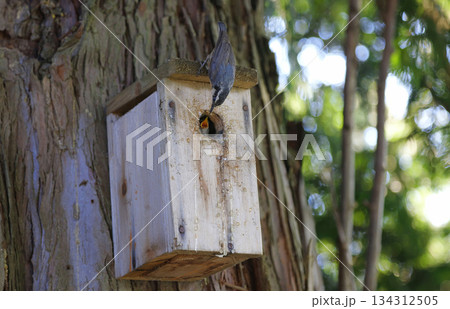 Red breasted nuthatch bird Red breasted nuthatch bird 134312505