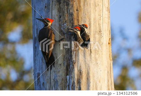 Pileated Woodpecker bird Pileated Woodpecker bird 134312506