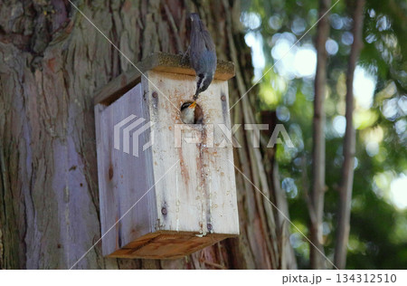 Red breasted nuthatch bird Red breasted nuthatch bird 134312510