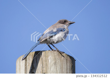 California Scrub-Jay 134312512