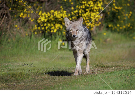 Coyote 134312514