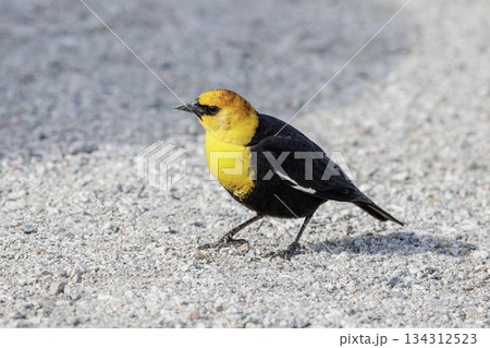 Yellow headed blackbird 134312523