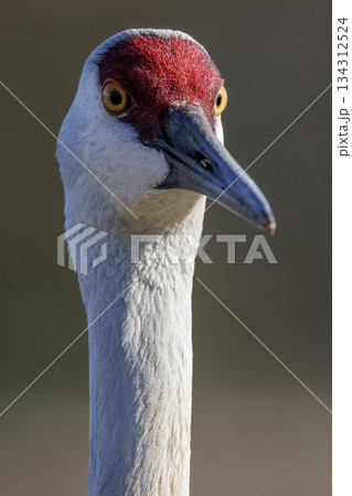 Sandhill crane Sandhill crane 134312524