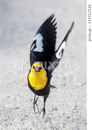 Yellow headed blackbird 134312526