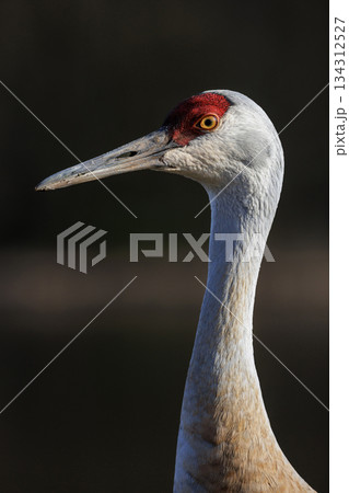 Sandhill crane Sandhill crane 134312527
