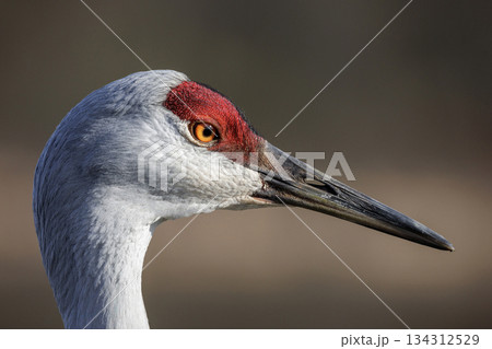 Sandhill crane Sandhill crane 134312529