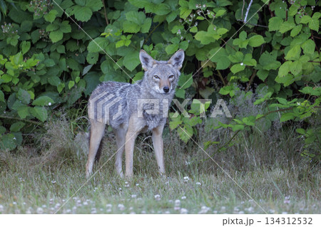 Coyote Coyote 134312532