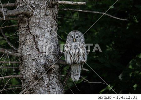 Barred Owl Barred Owl 134312533