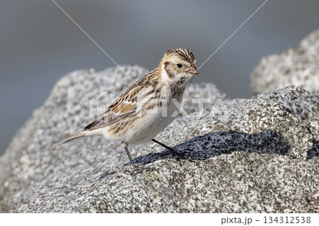Lapland Longspur Lapland Longspur 134312538