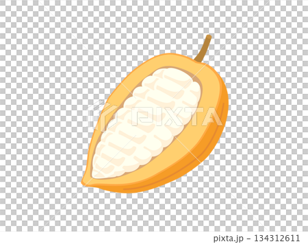 Illustration of cacao fruit, cacao pod and cacao pulp Illustration of cacao fruit, cacao pod and cacao pulp 134312611