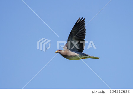 Band-tailed pigeon Band-tailed pigeon 134312628