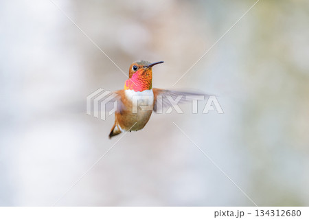 Rufous hummingbird 134312680