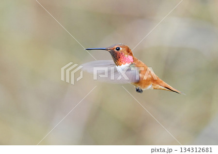 Rufous hummingbird Rufous hummingbird 134312681