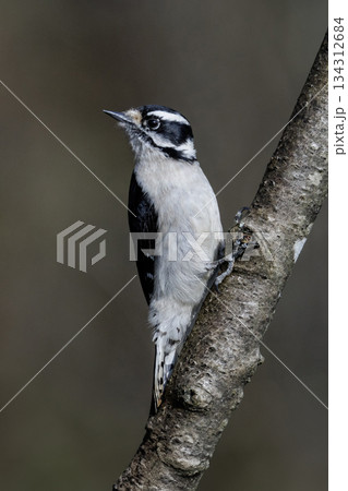 Downy woodpecker bird 134312684